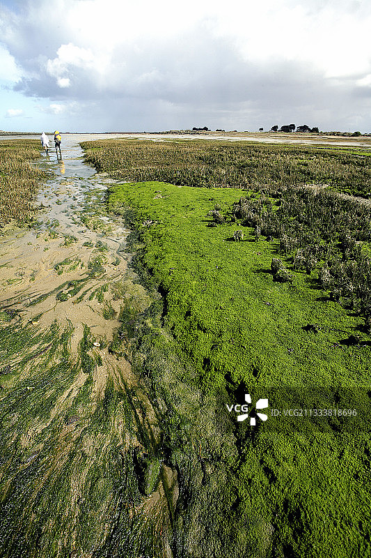 沼泽边缘的肠藻图片素材