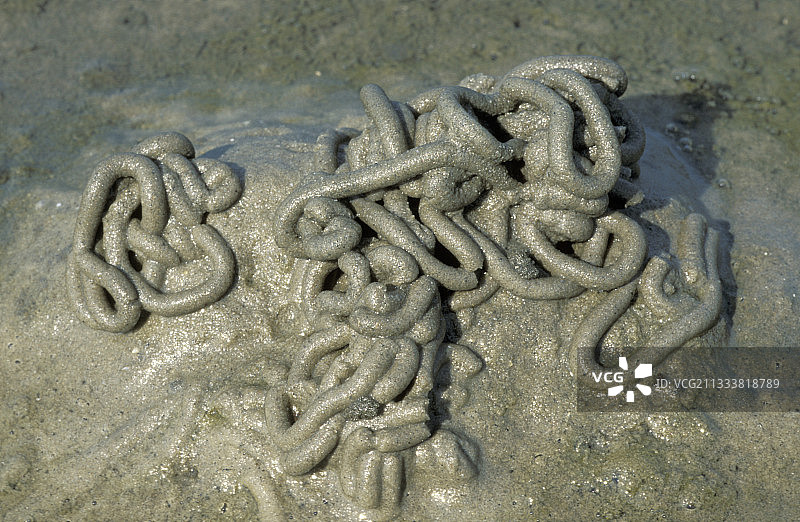 德国沙滩上的蚓粪图片素材