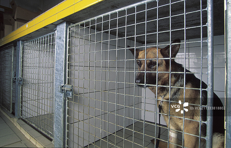 兽医为腿部受伤的德国牧羊犬治疗图片素材