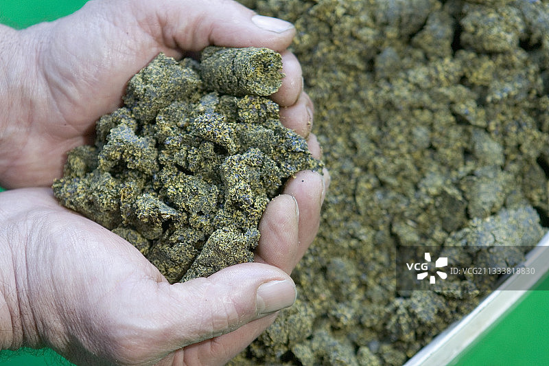 压榨法提取油菜籽油后的油饼图片素材