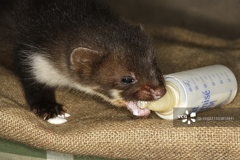 阿尔萨斯幼年山毛榉貂吸吮奶瓶图片素材
