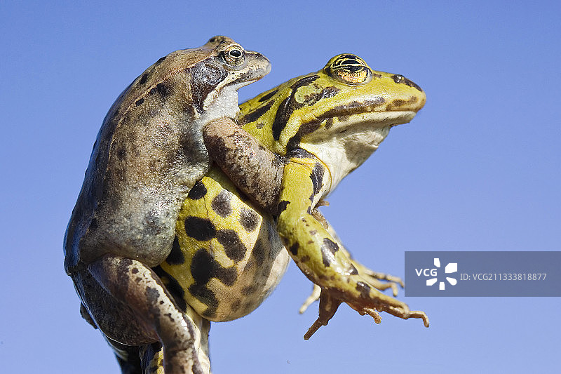 法国蛙类动物交配图片素材