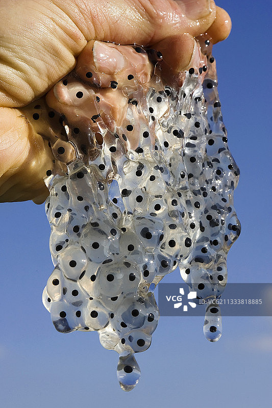 手持青蛙卵（法国）图片素材
