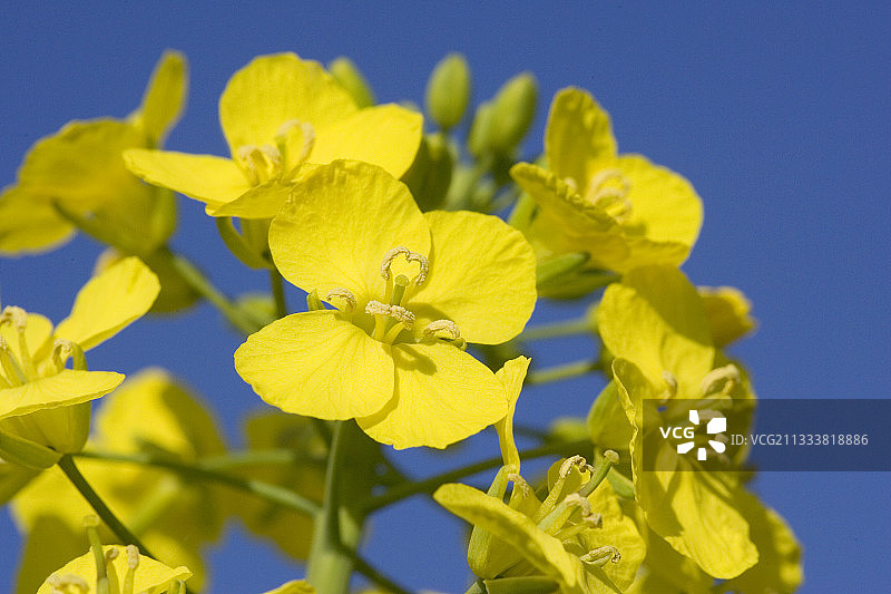 法国萝卜花图片素材