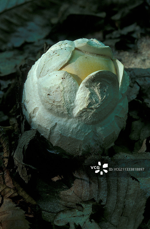 鸡蛋中的凯撒蘑菇图片素材