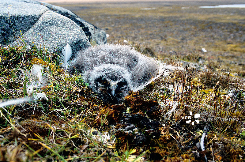 飞向北极巢穴的雪鸮幼鸟图片素材