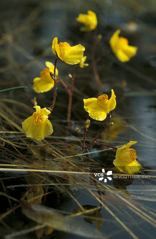 完全浸没于水中的水生植物叶子，只有花朵露出水面图片素材