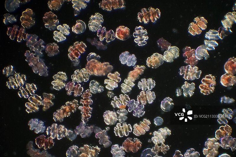 放大倍数X 100图片素材