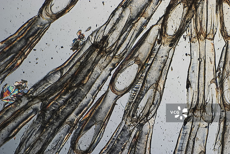放大50倍图片素材