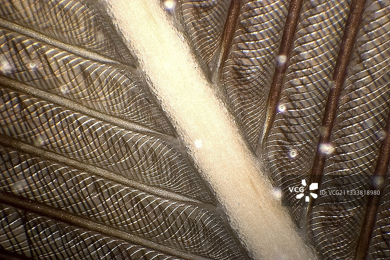 放大倍数X 50。图片素材