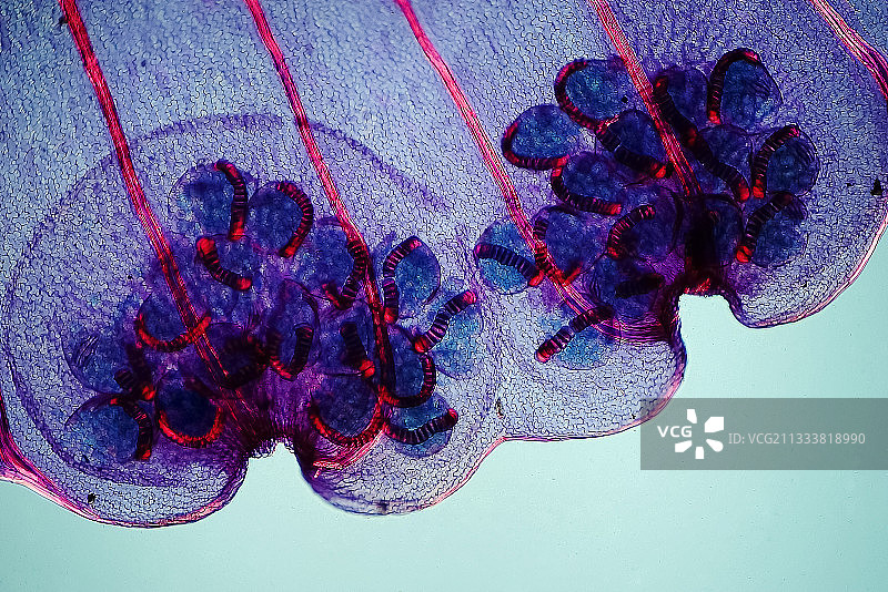 放大50倍图片素材