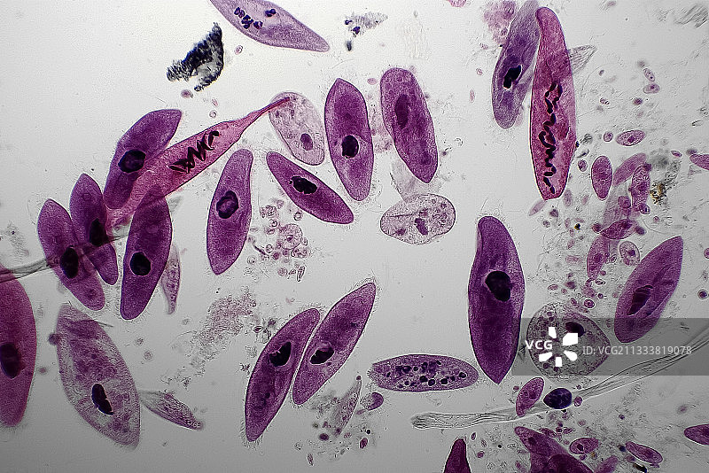 放大100倍图片素材
