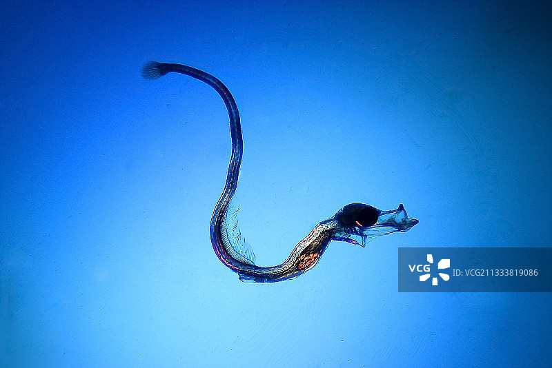 放大10倍图片素材