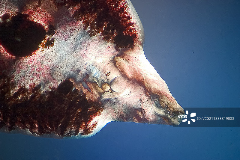 放大20倍图片素材