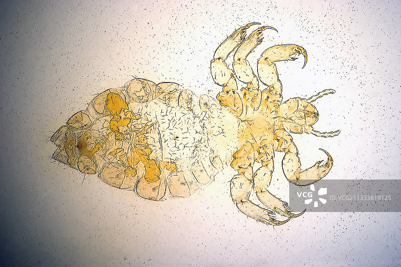 放大20倍图片素材