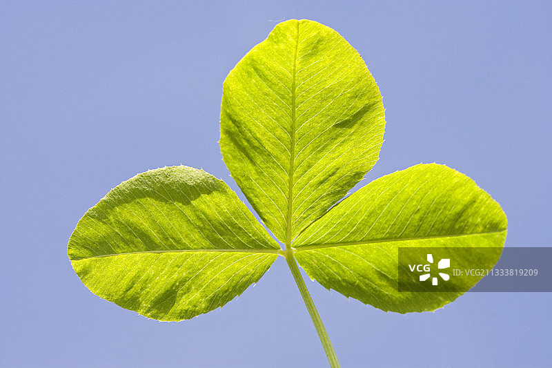 法国白三叶草的叶子图片素材