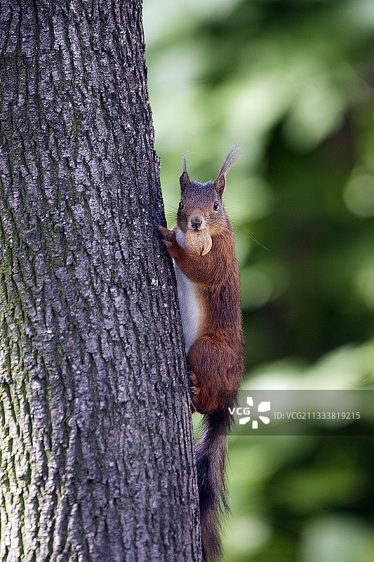 在树干上攀爬的欧亚红松鼠图片素材