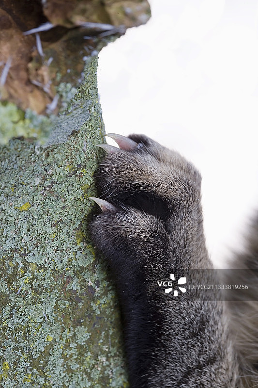 法国树干上的猫腿和爪子图片素材