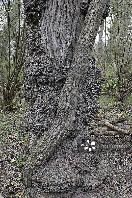 法国莱茵森林的伦巴第白杨与英国常春藤图片素材