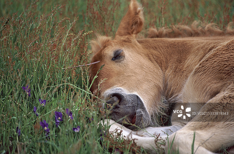 法国草甸上死去的科迈尔小马驹图片素材