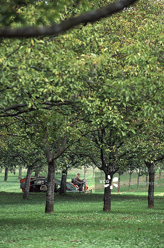 收集法国格勒诺布尔的坚果图片素材