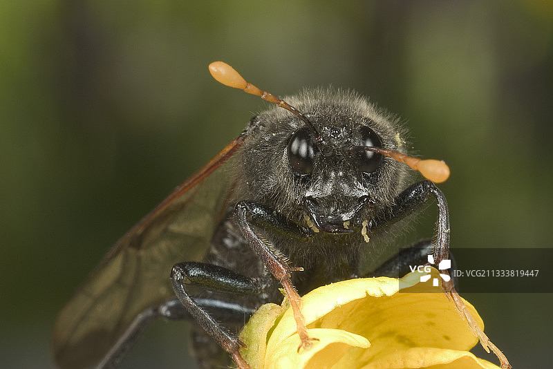 勃艮第法国的角片黄蜂肖像图片素材