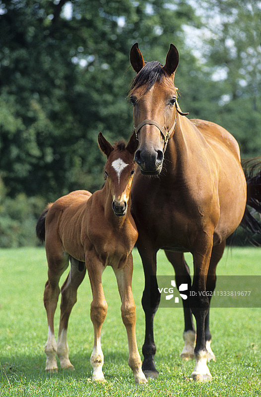 母马和它的小马驹，法国 Cruchettes 种马场图片素材