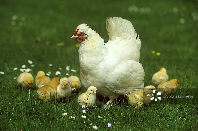 草地上的母鸡和小鸡，法国图片素材