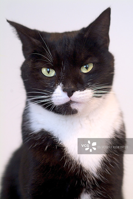 家猫的肖像图片素材