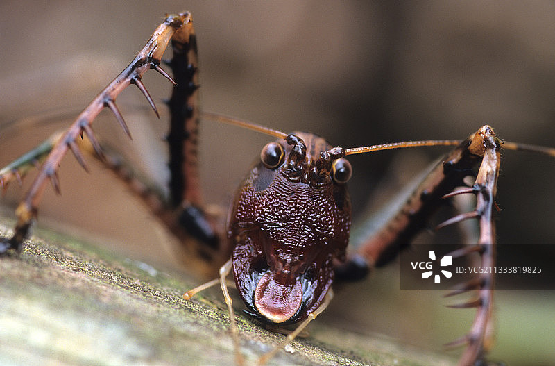 巴西大西洋森林的直翅目昆虫图片素材