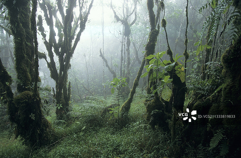 圣多美和普林西比Pico国家公园热带森林图片素材