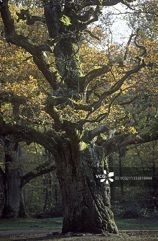 四棵橡树交叉口遗址，高14米，树龄500年，直径180厘米，形态奇特图片素材