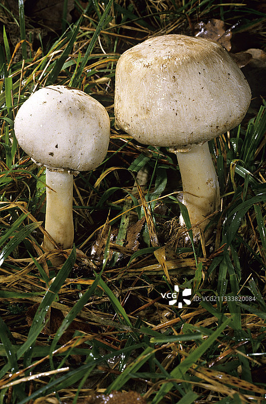 黄色染色剂图片素材