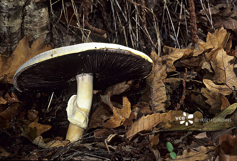 黄色牛肝菌图片素材