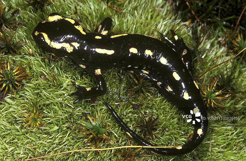 法国苔藓上的斑点蝾螈图片素材