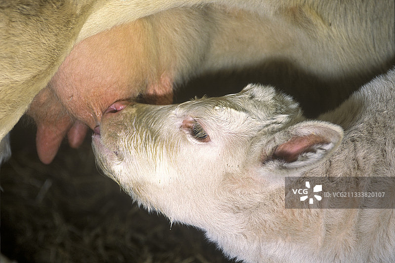 在法国，夏洛莱小牛肉吮吸母乳的肖像图片素材