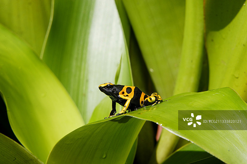 委内瑞拉凤梨科植物中的箭毒蛙图片素材