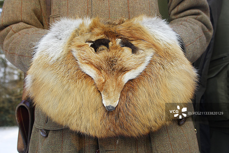 法国阿尔萨斯狐狸皮毛上的手图片素材