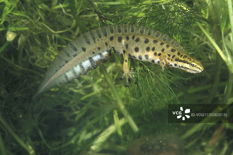 在重塑环境中游泳的北冠蝾螈图片素材