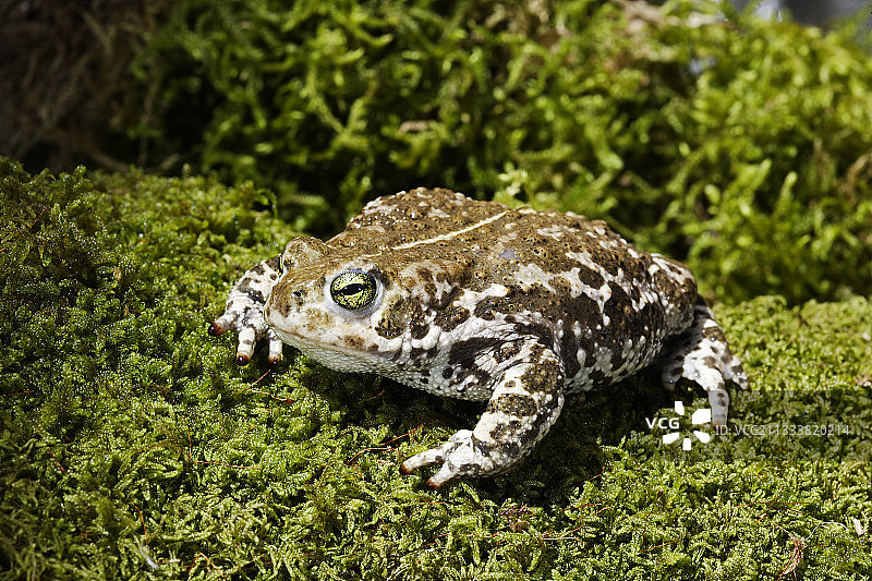 阿尔萨斯法国泡沫中的成年欧洲绿蟾图片素材