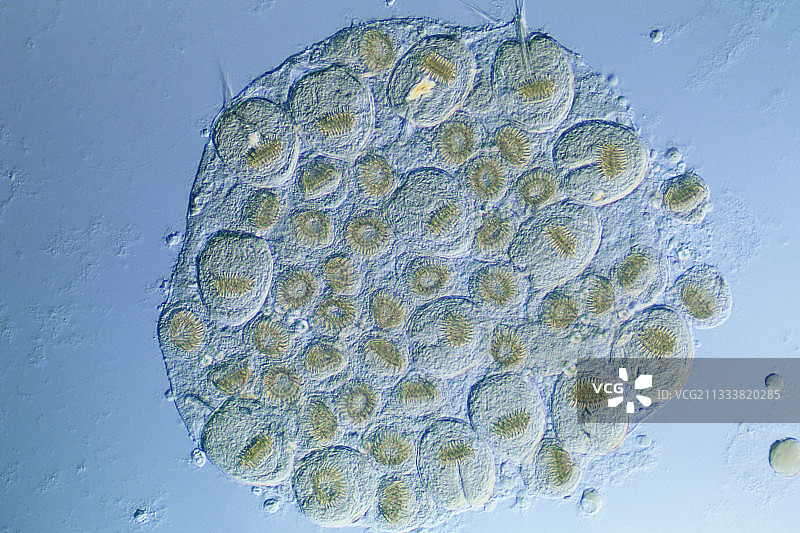 寄生在狗身上的蠕虫 x60 法国图片素材