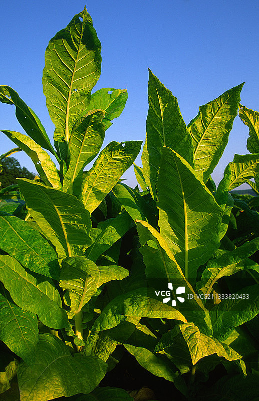 法国洛特省的烟草种植图片素材
