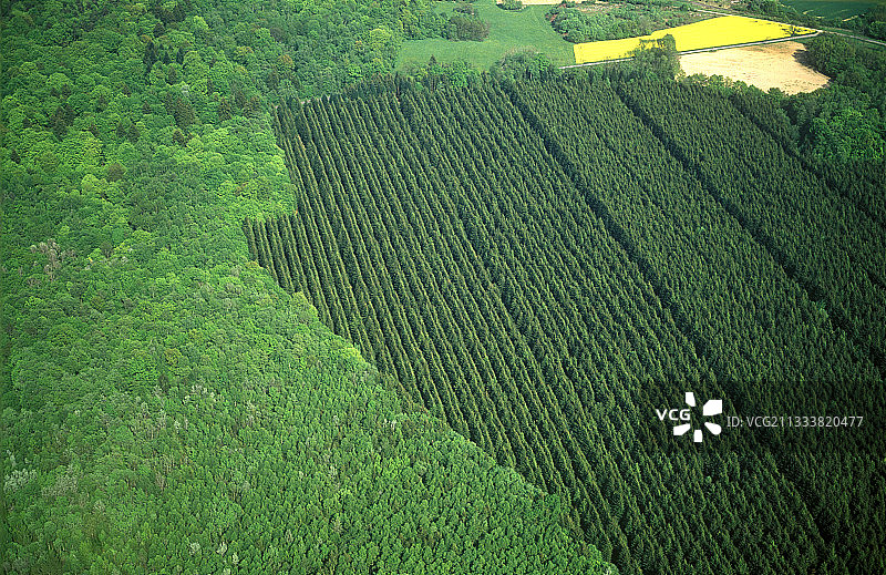 法国针阔叶混交林植树造林图片素材