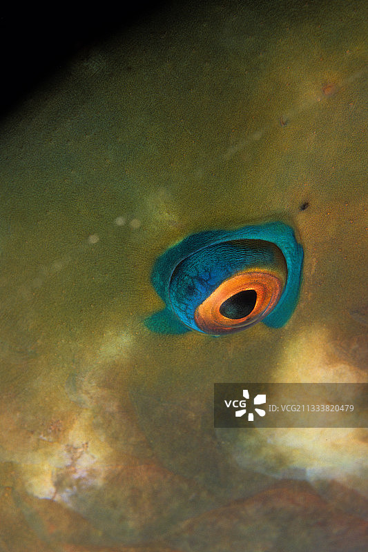 红海埃及鹦嘴鱼眼睛特写图片素材