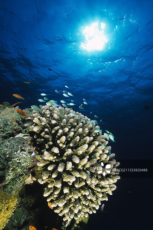 红海埃及的鹿角珊瑚保护幼鱼图片素材
