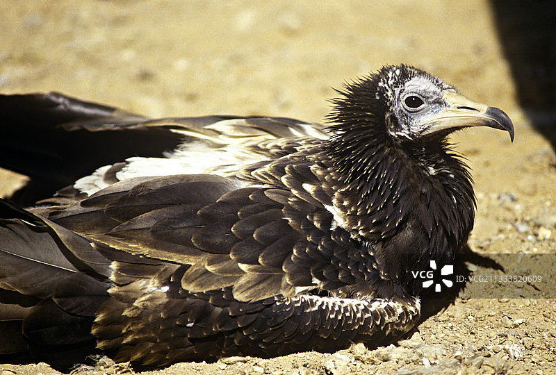 躺在地上的埃及幼年秃鹫图片素材