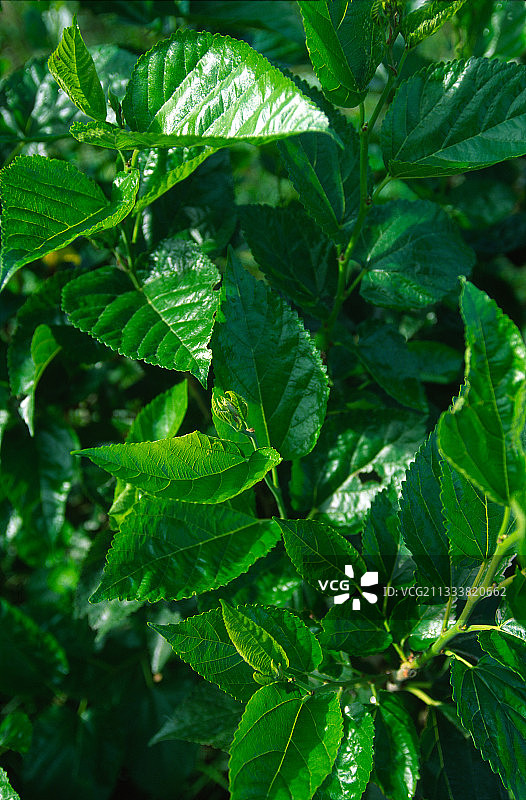 用于饲养蚕蛾的桑树叶图片素材