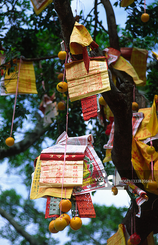 用橙子压舱的祭品，吸引着梅树依附在树枝上图片素材