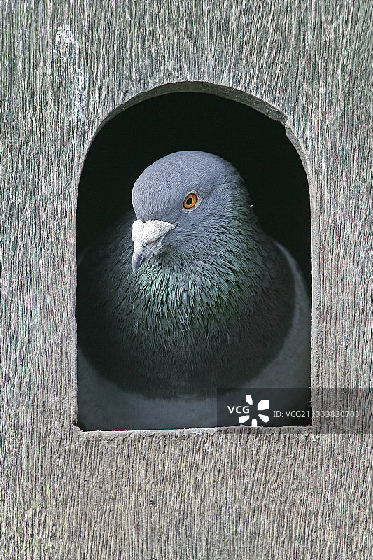 巢箱中的岩鸽肖像图片素材