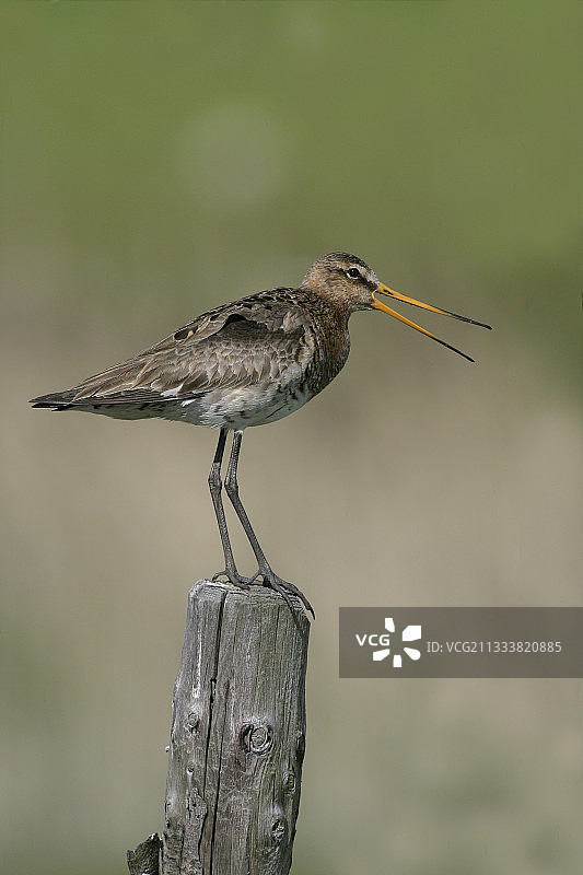 荷兰柱子上的黑尾塍鹬图片素材